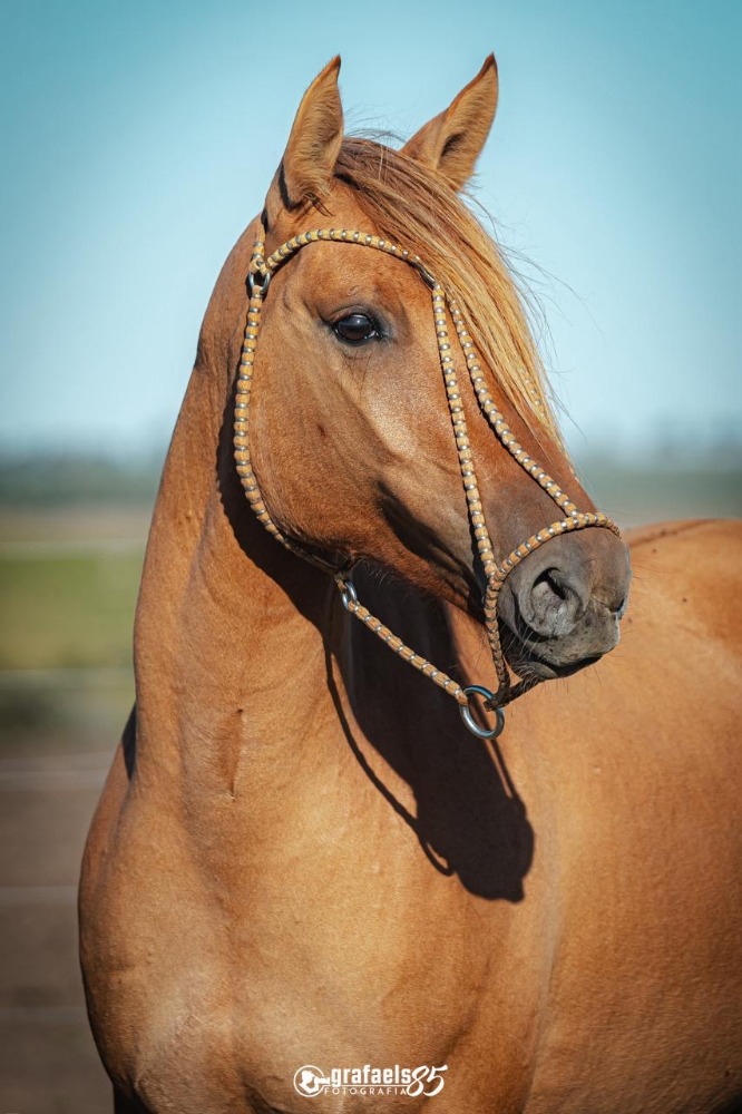 Caballo criollo